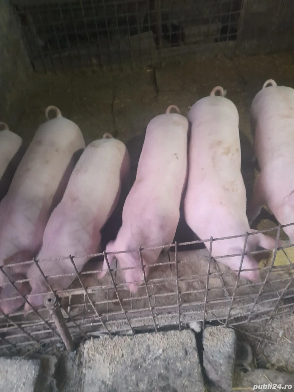 Black Friday la Godaci! 