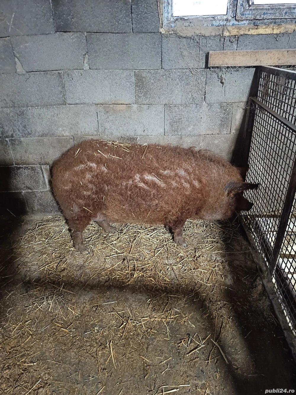 vand purcea mangalița 