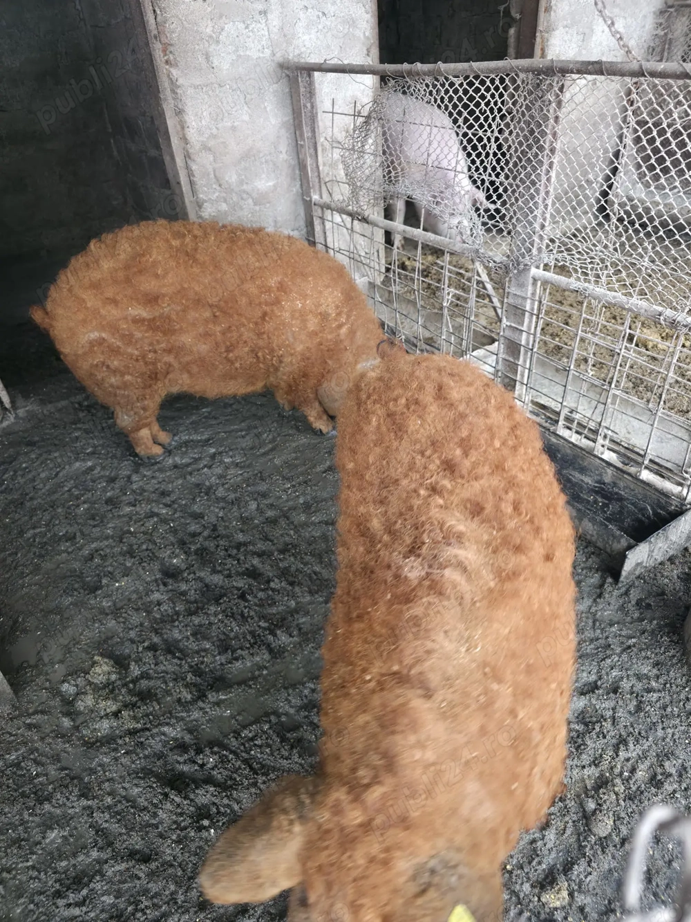 Vand scrofita mangalita reproducere