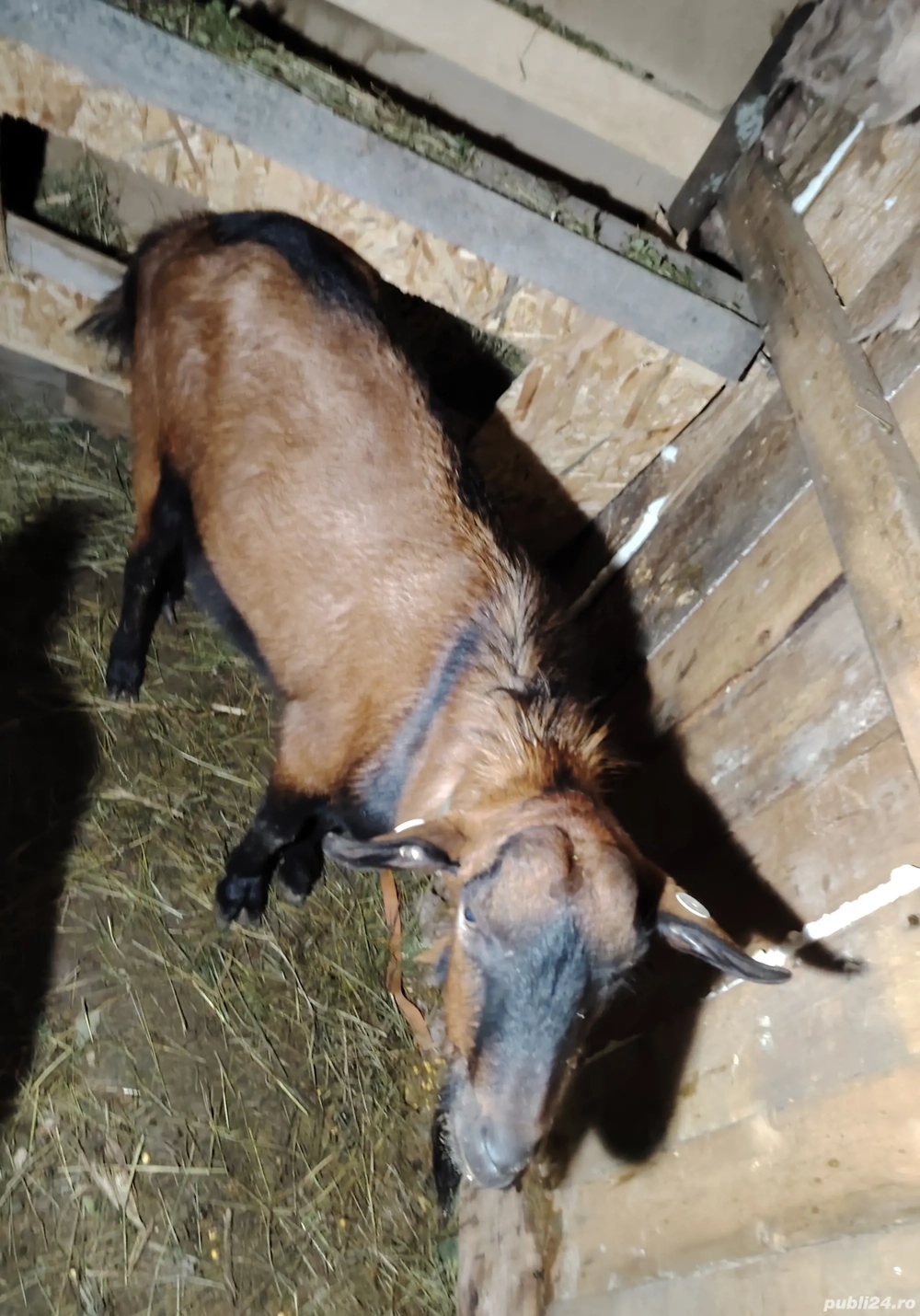 vând tap alpin francez original 