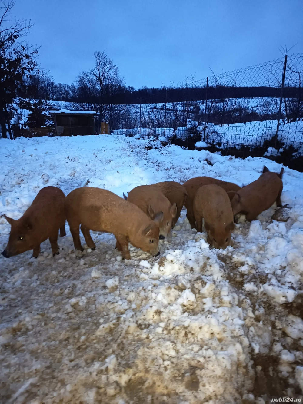 vand purcei mangalița 