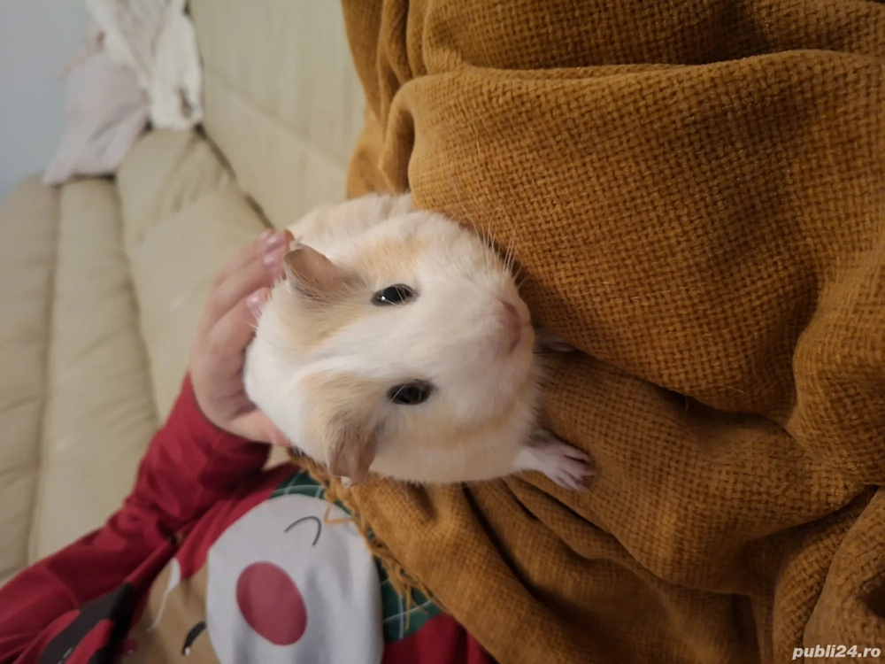 Vând două fetițe porcușori de guineea 