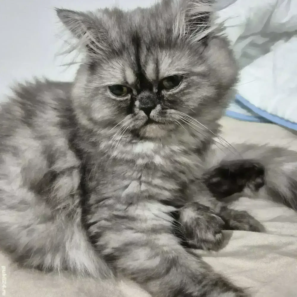 vand pisicuta persana 