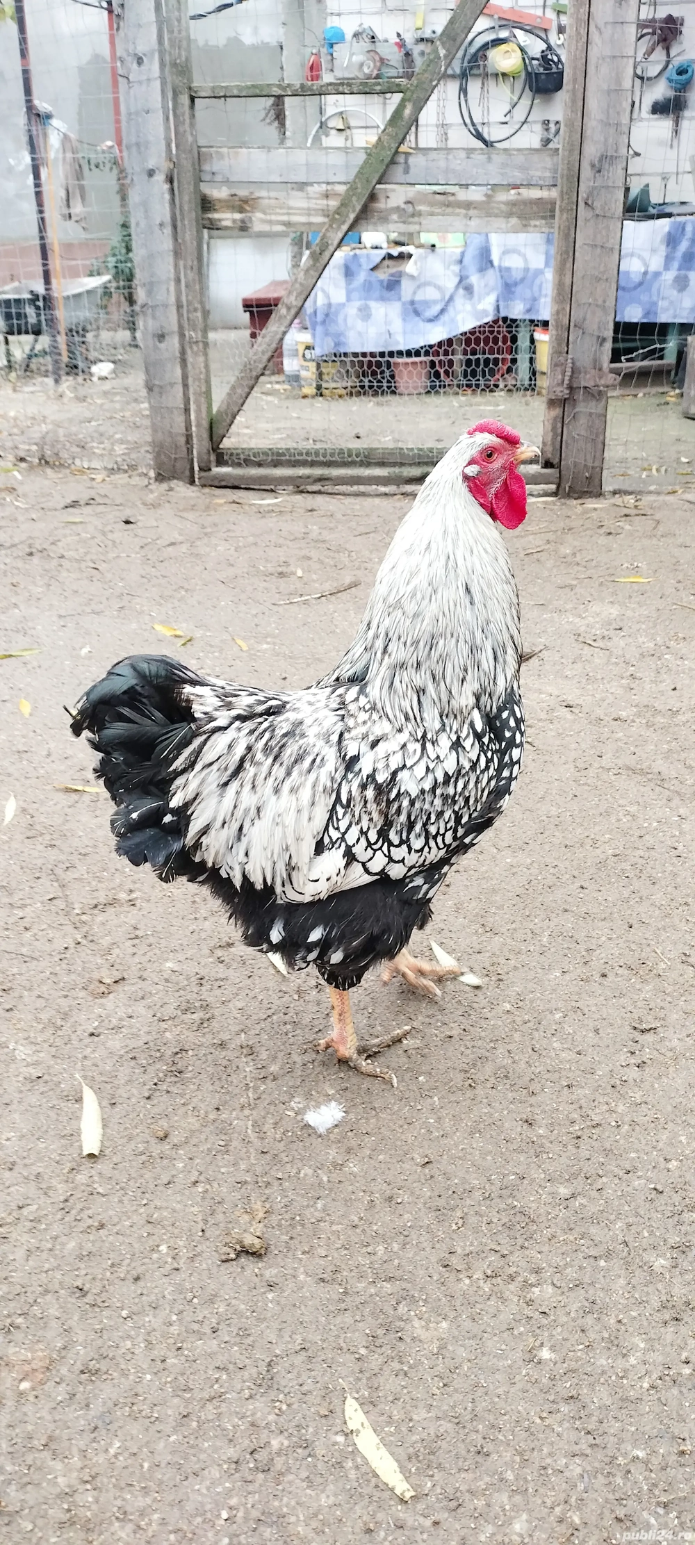 Cocoș wyandot tânăr 