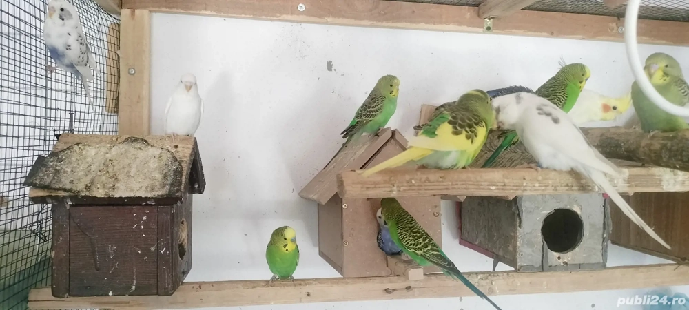 Papagali peruși voioși 