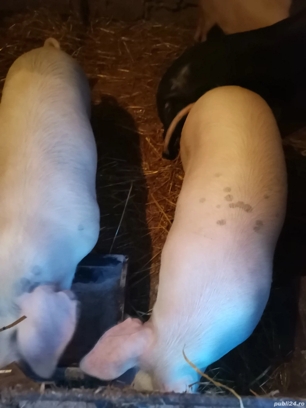 Porci tineri pt sacrificat