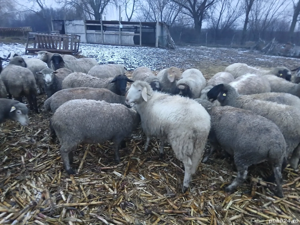 vand mioare gestante