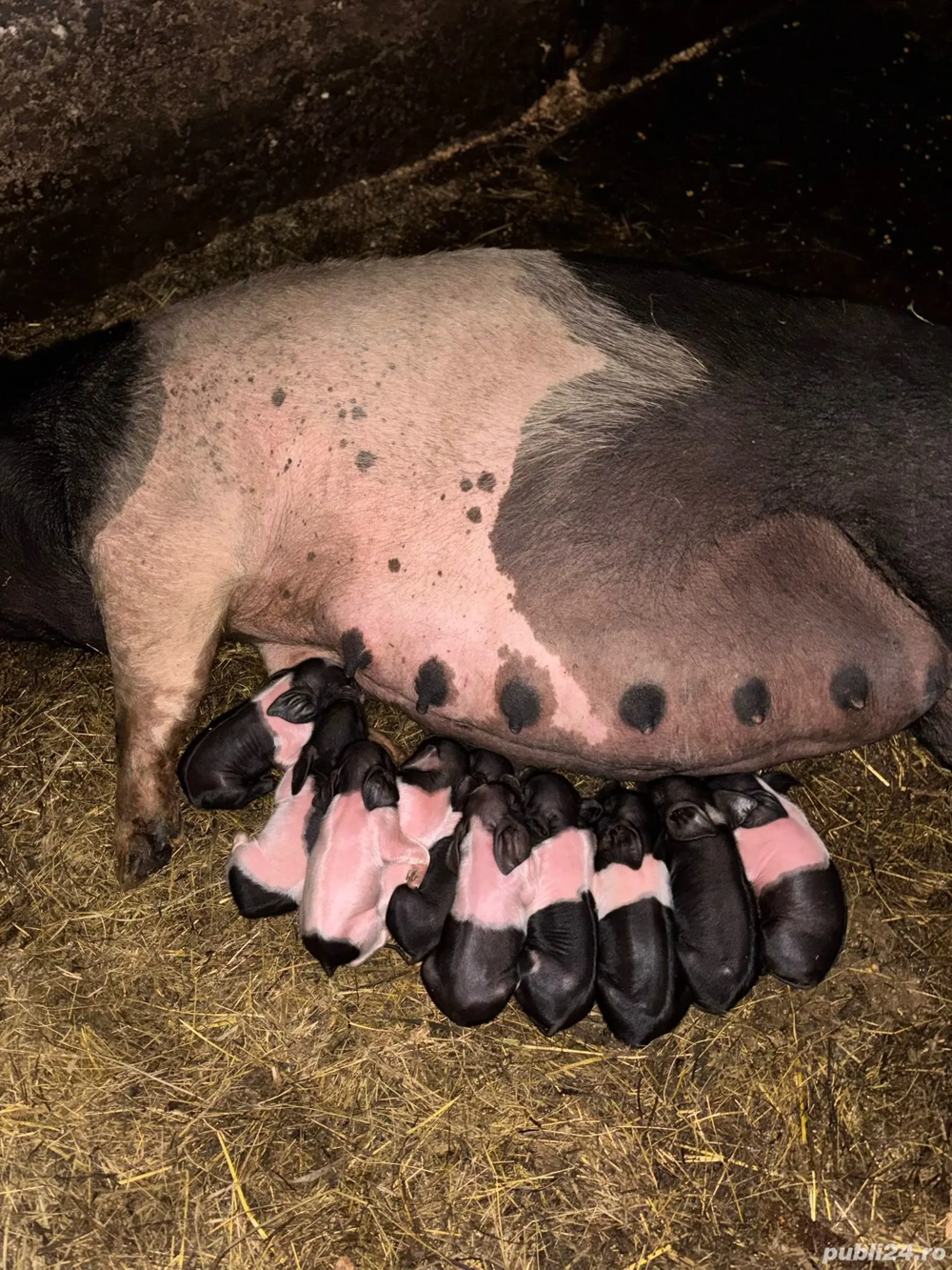 vând scroafă cu purcei 