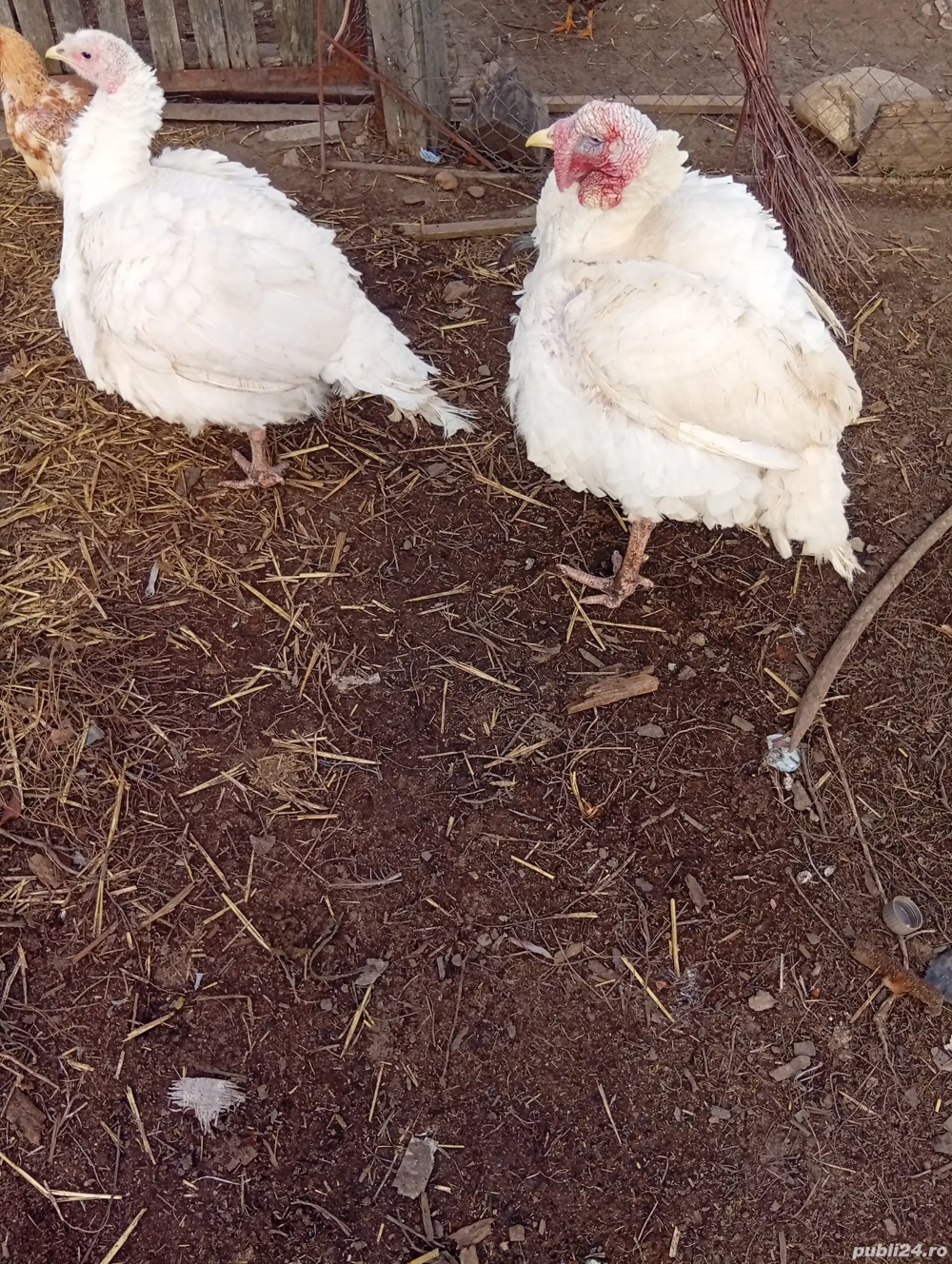 Curcan și curca de vînzare in Bălcești Gorj 