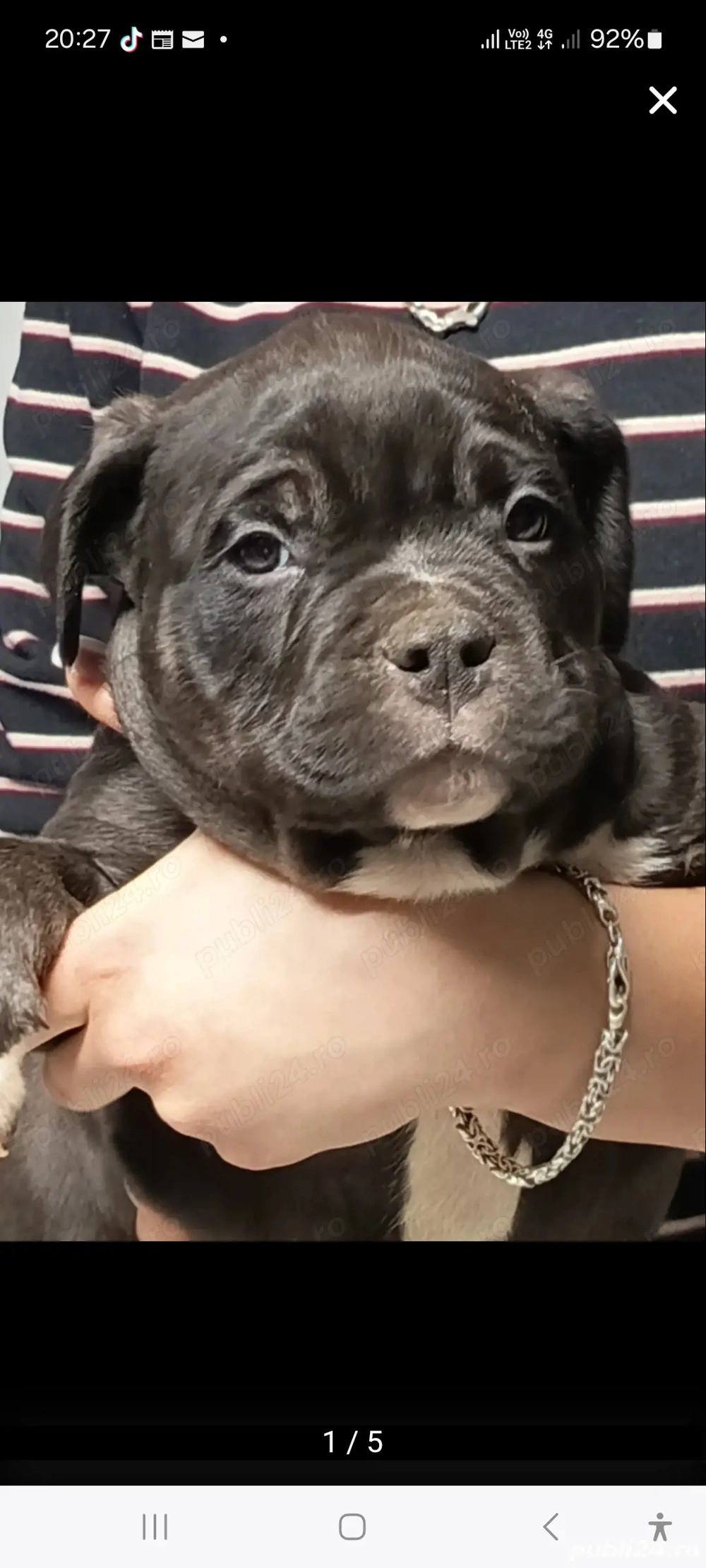 American Bully pocket pereche
