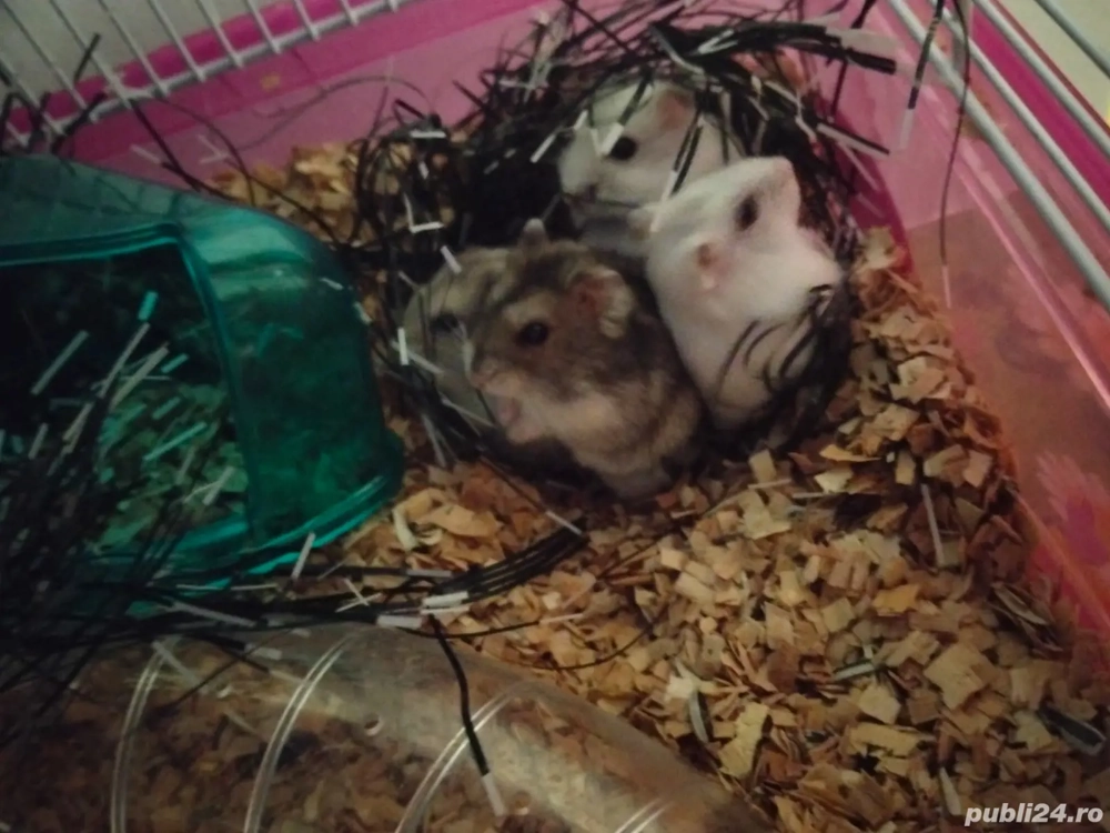 Vând hamsteri pitici Ruseşti.