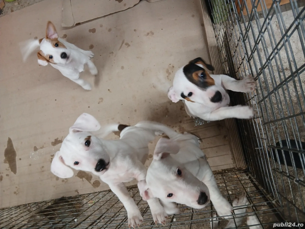 catei jack russell terriers 