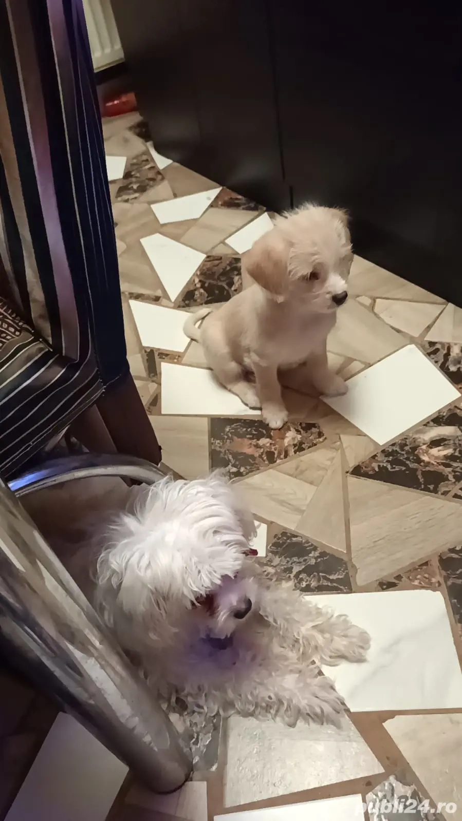 Vând cățeluși bichoni maltez