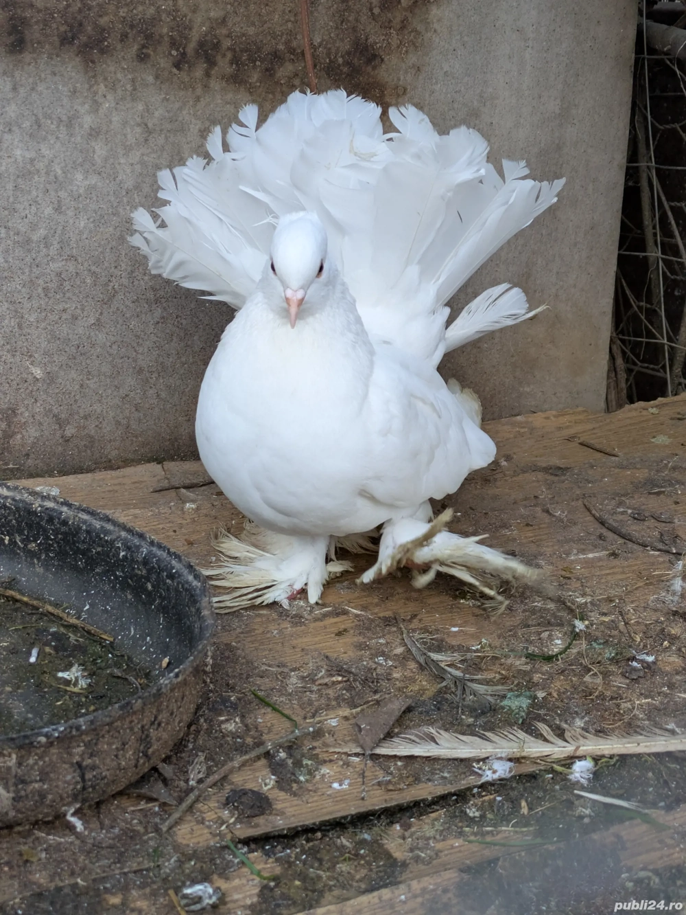 porumbei voltați indieni 