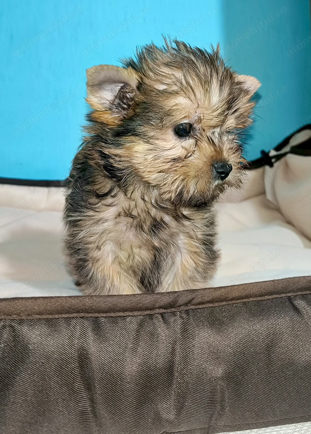 Yorkshire terrier golld 