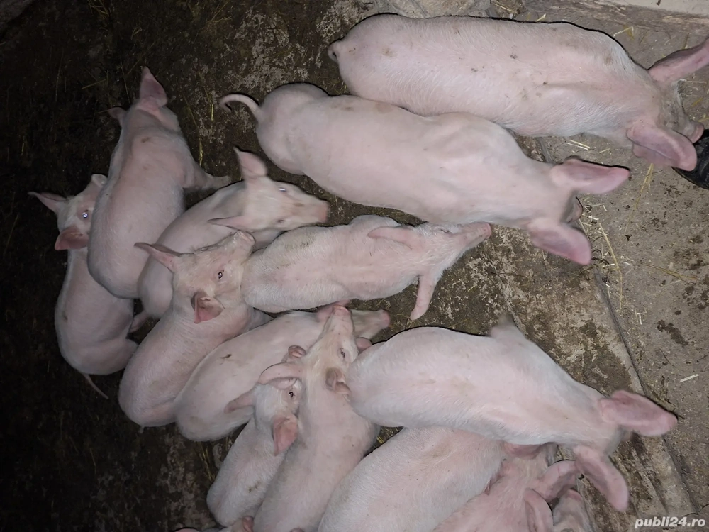 Vand purcei de 7 saptamani