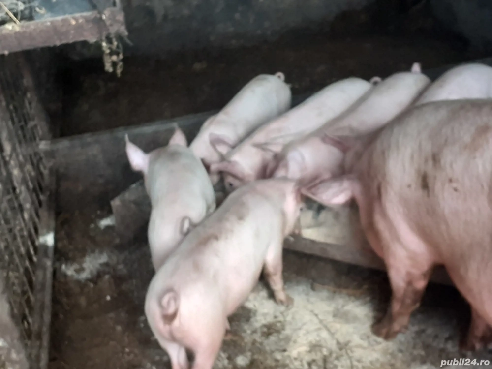 Vand purcei rasa 10 săptămâni.