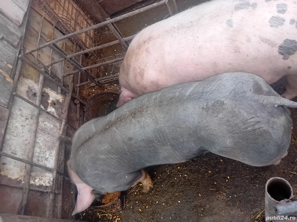 vier pentru reproductie 140 kg