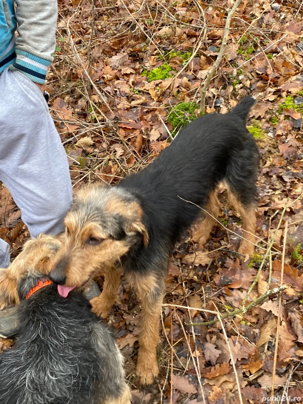 Vând airedale terrier 