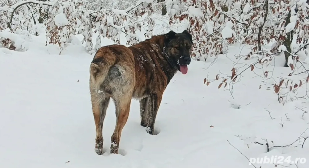 Vând câine ciobănesc 