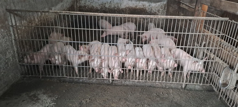 Purcei de rasa deparazitați  de vanzare 25   30 kg