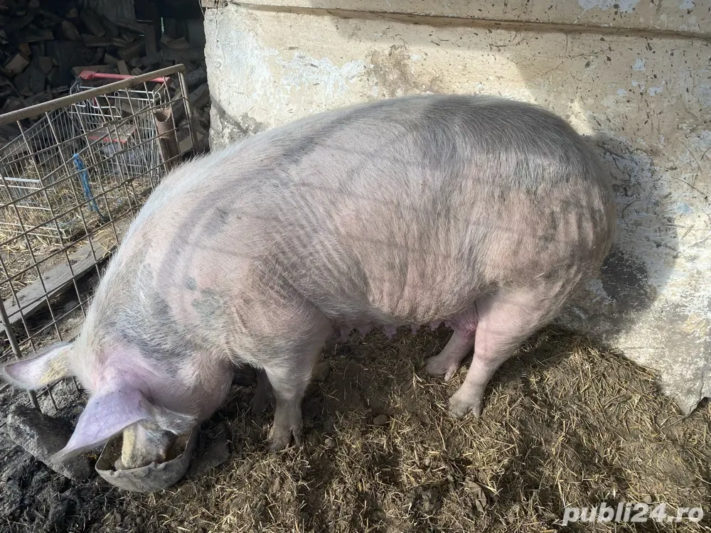 scroafa de vanzare 