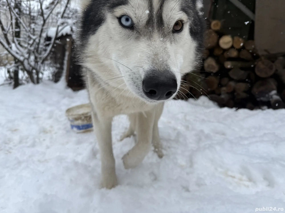 Vând cățea husky siberian