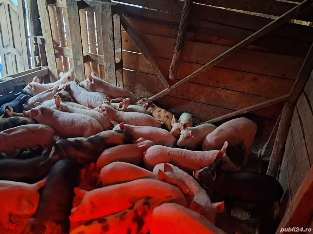 Purcei de casa de vanzare!!!!!
