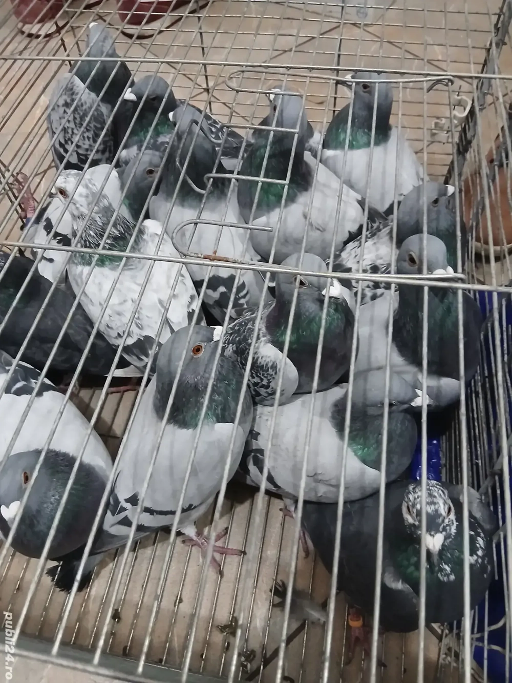 Porumbei voiajori tineri schimb