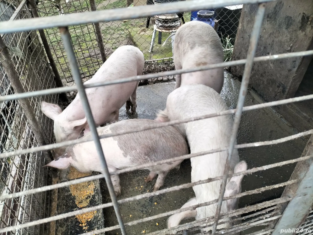 Vand doi soldani o purcica si un mascur castrat