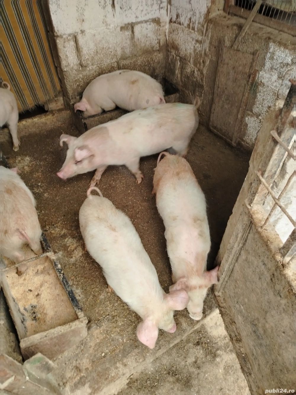 Purcei marele Alb cu duroc