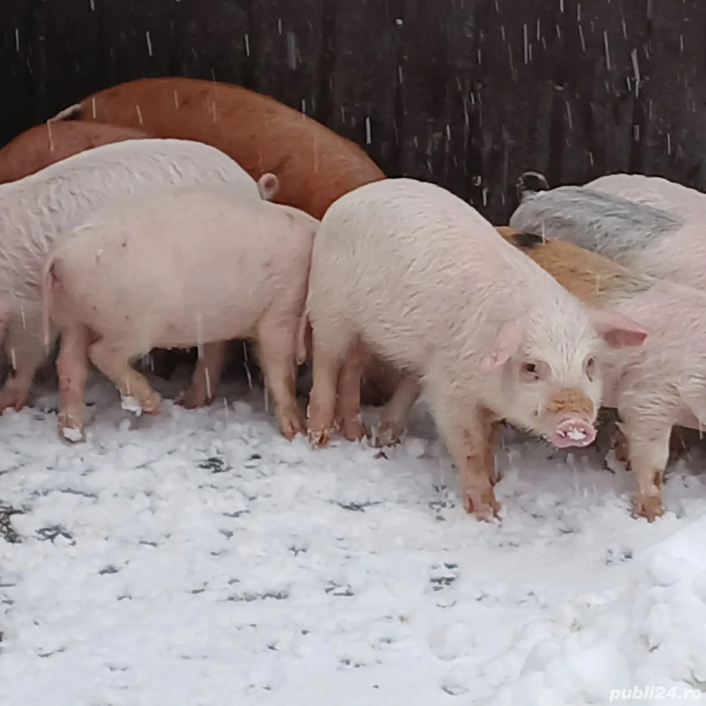 Purcei rasa de carne