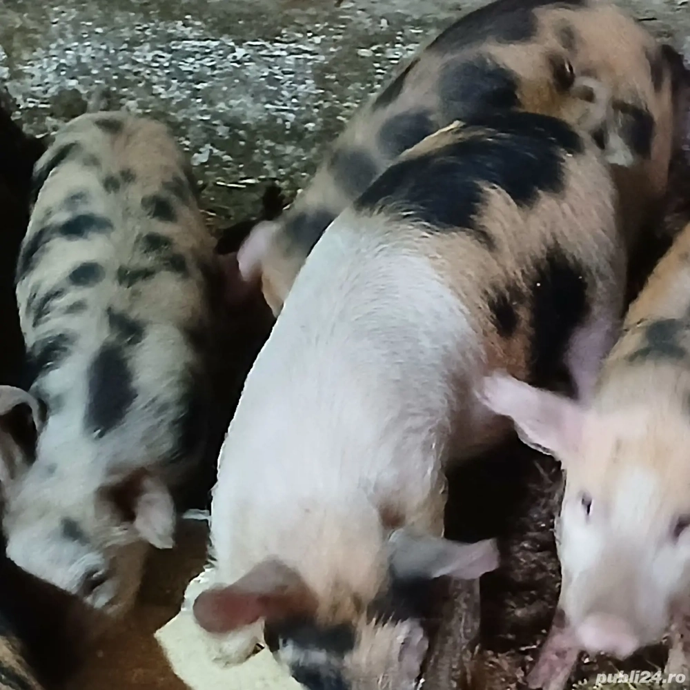 Soldanei duroc cu petran