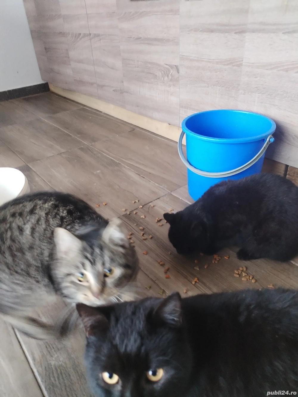 pisoi tigruti și pantere