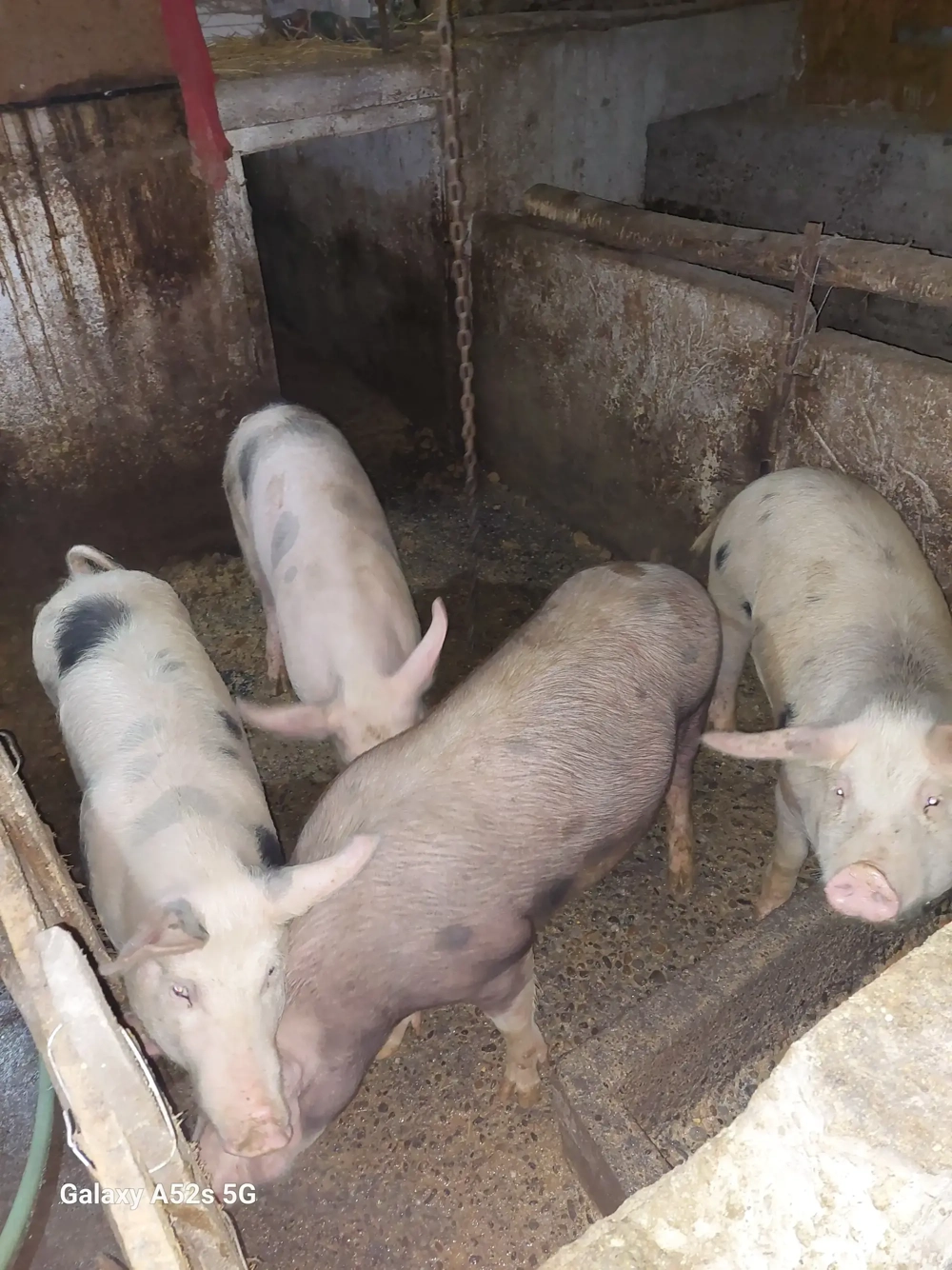 Porci de vinzare Brebeni județul olt 