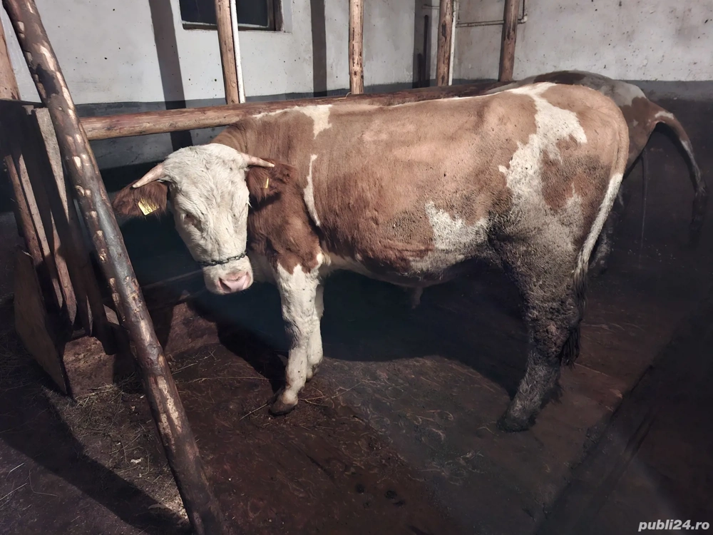 Vand 4 juninci.     .