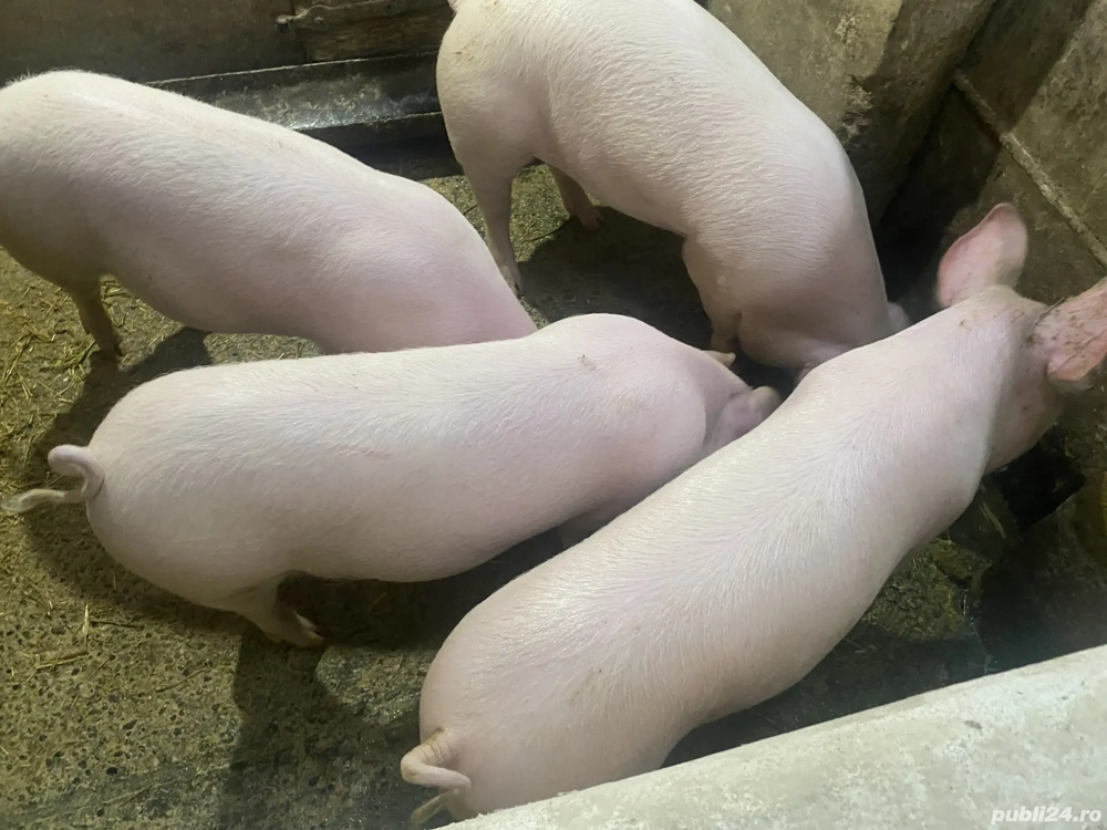 Vând grăsune de prăsilă