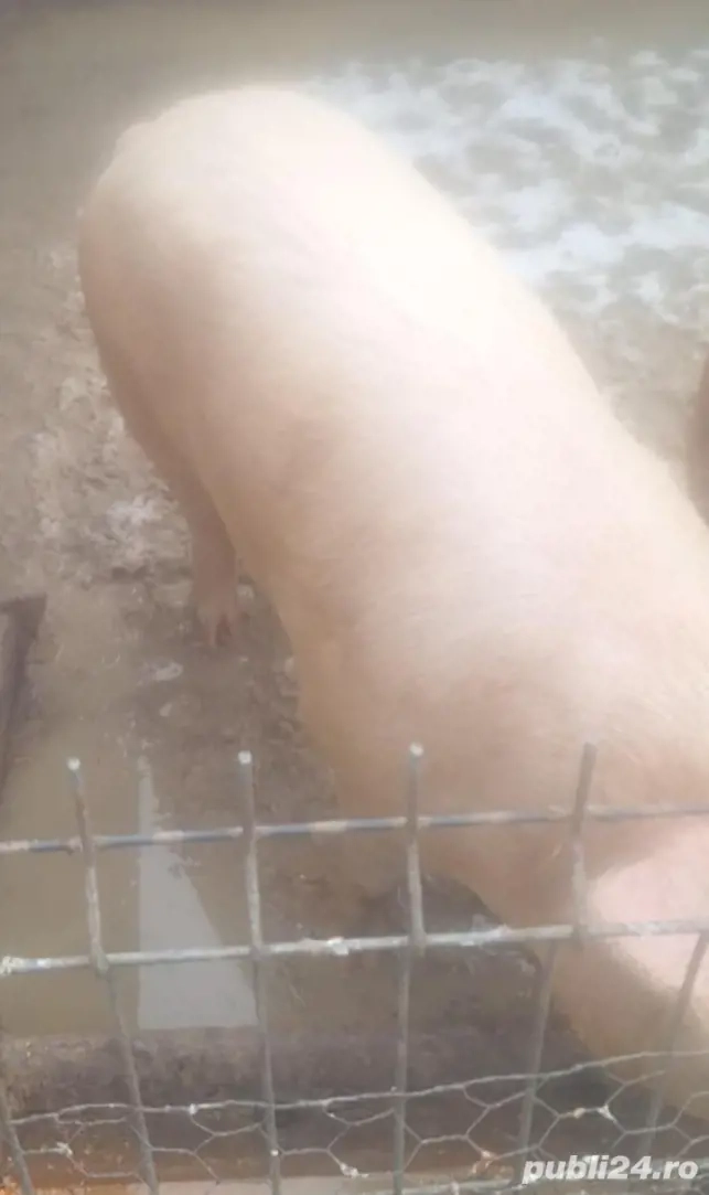 Vand porc 150kg, Iași