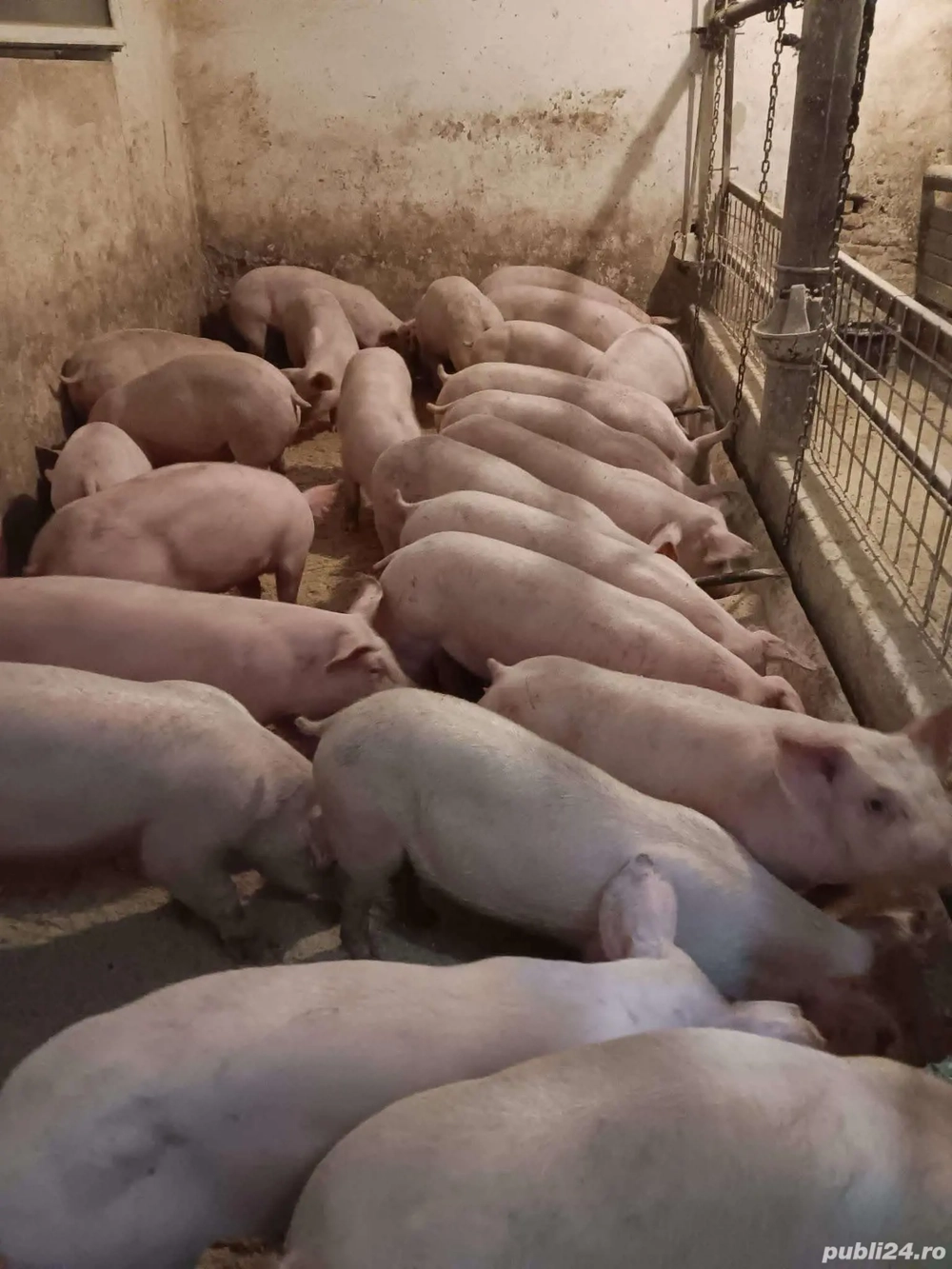 Purcei Godaci RASA Carne