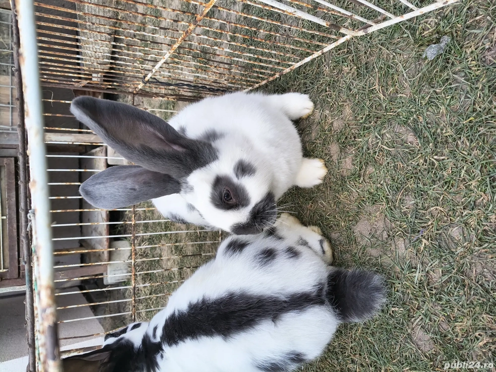 Fluture german de vanzare