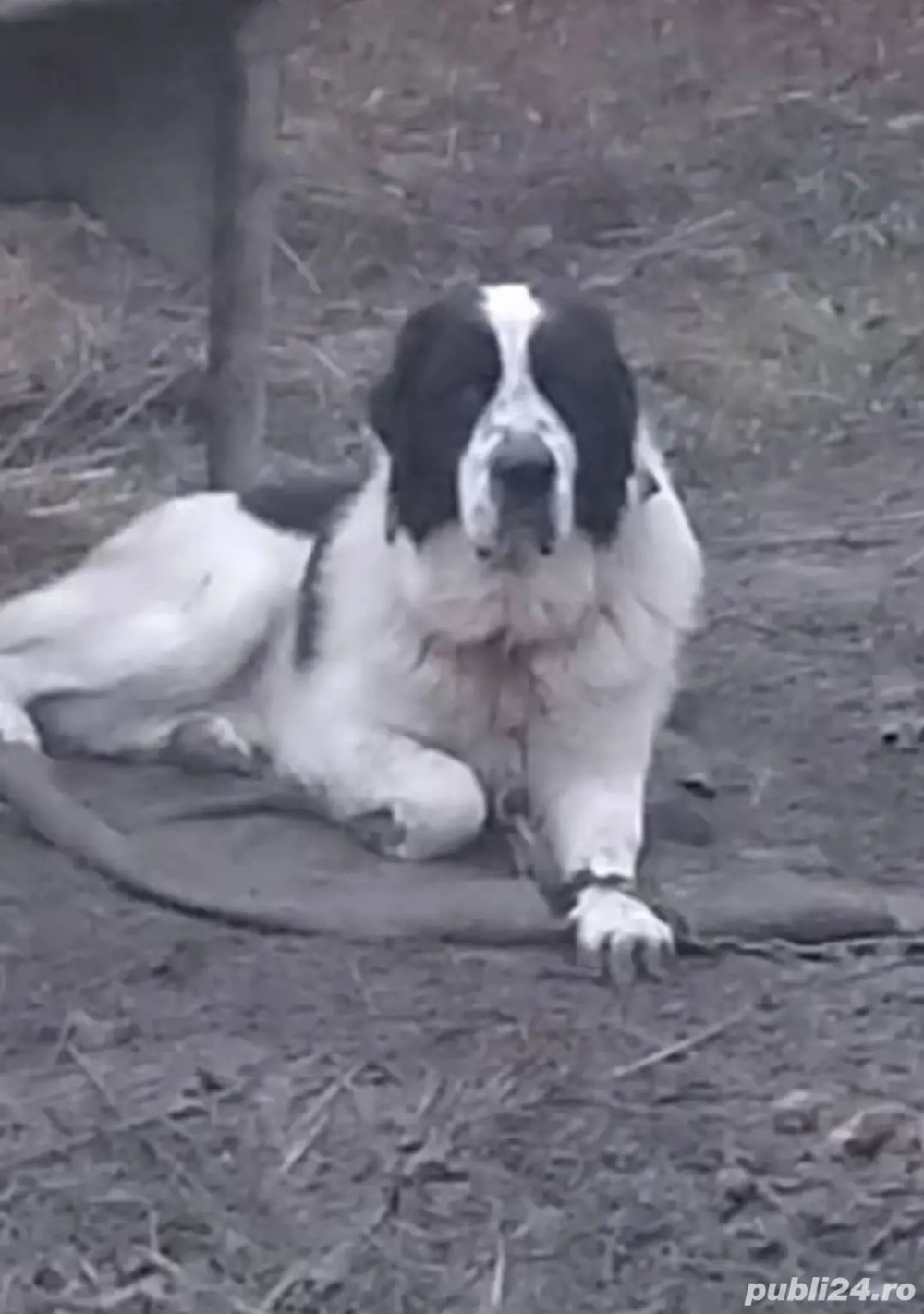 Vând ciobănesc de bucovina