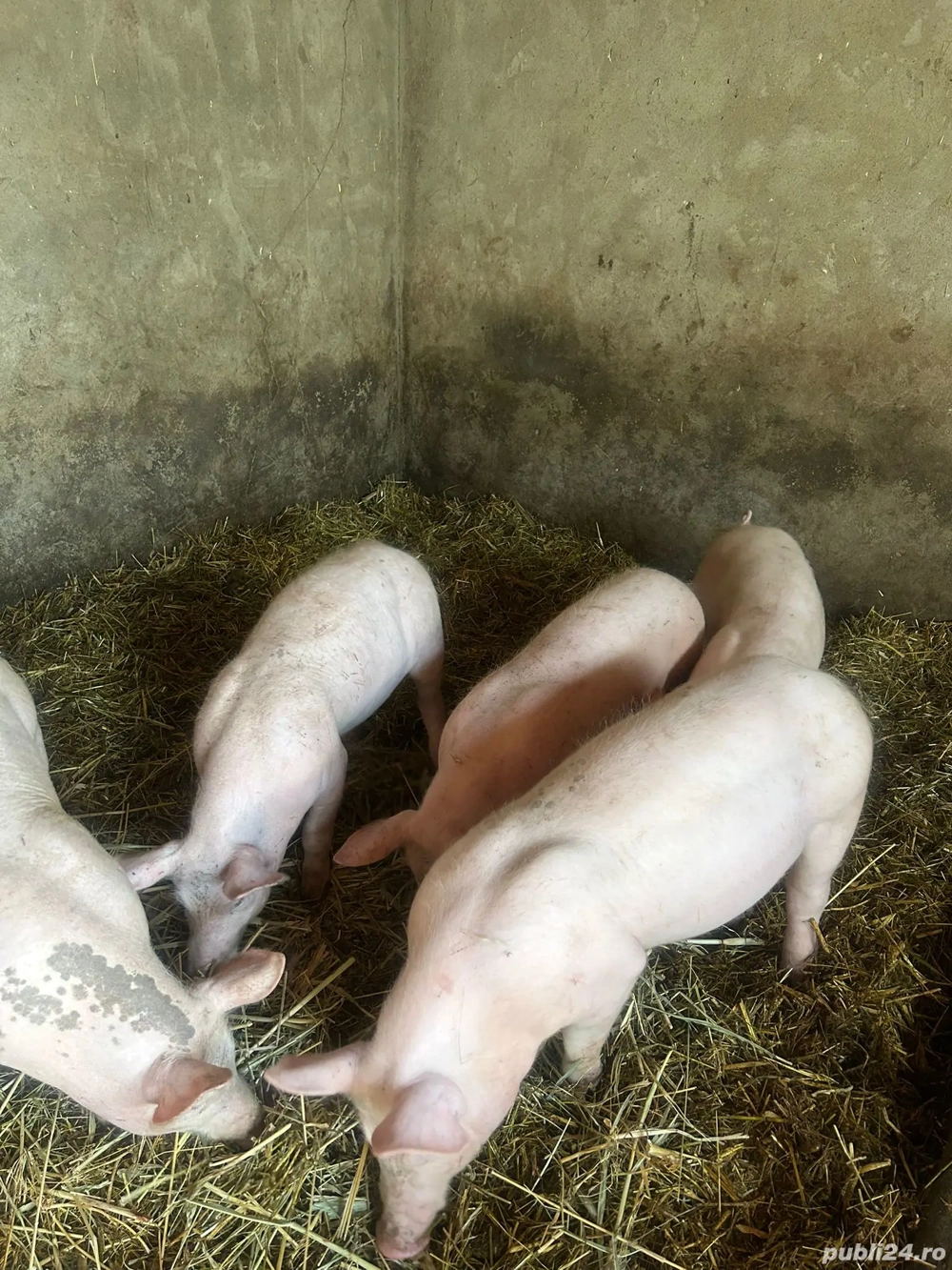 Vând purcei grasuni