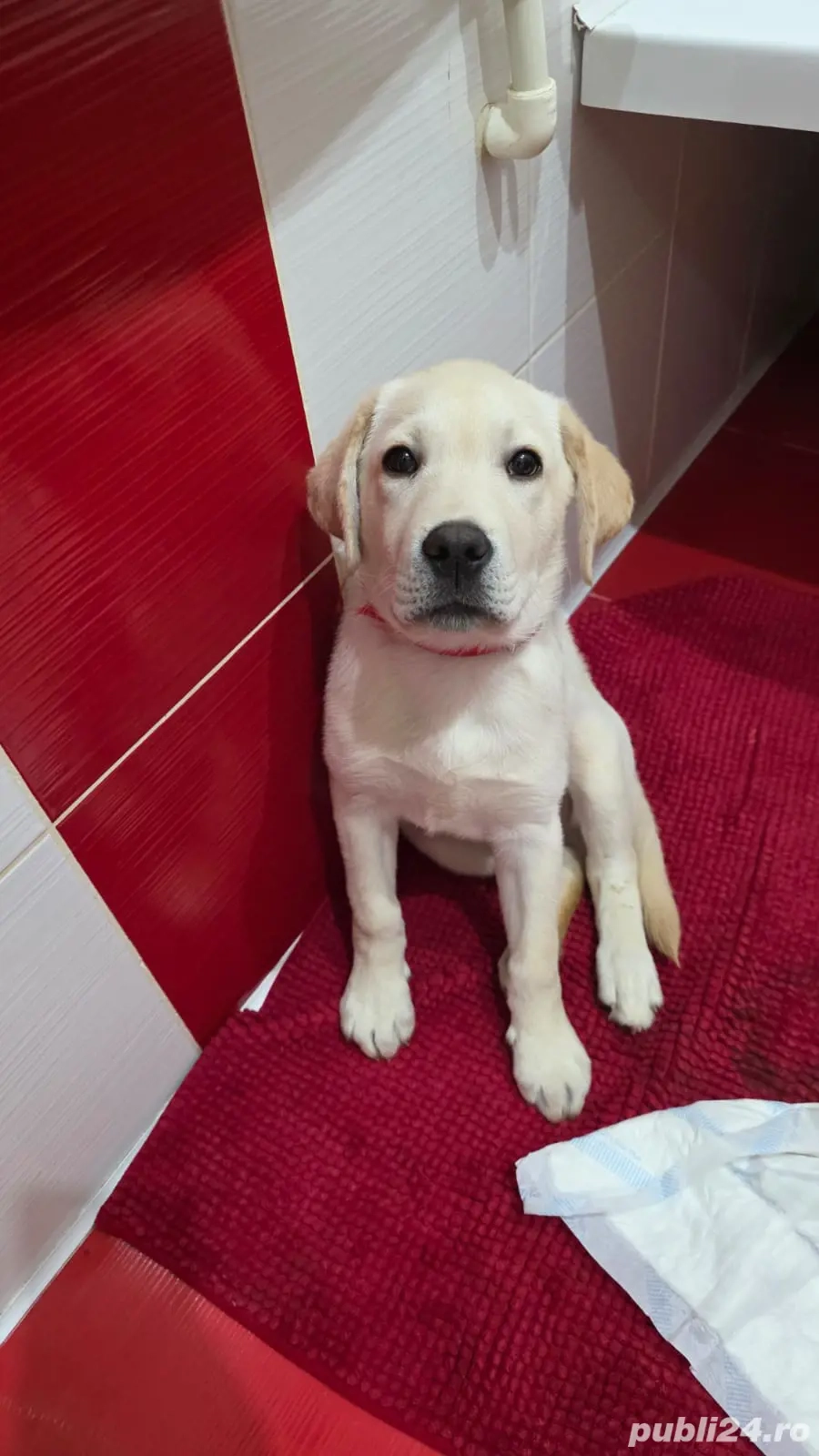 Vânzare cățel Labrador 4 luni jumătate!