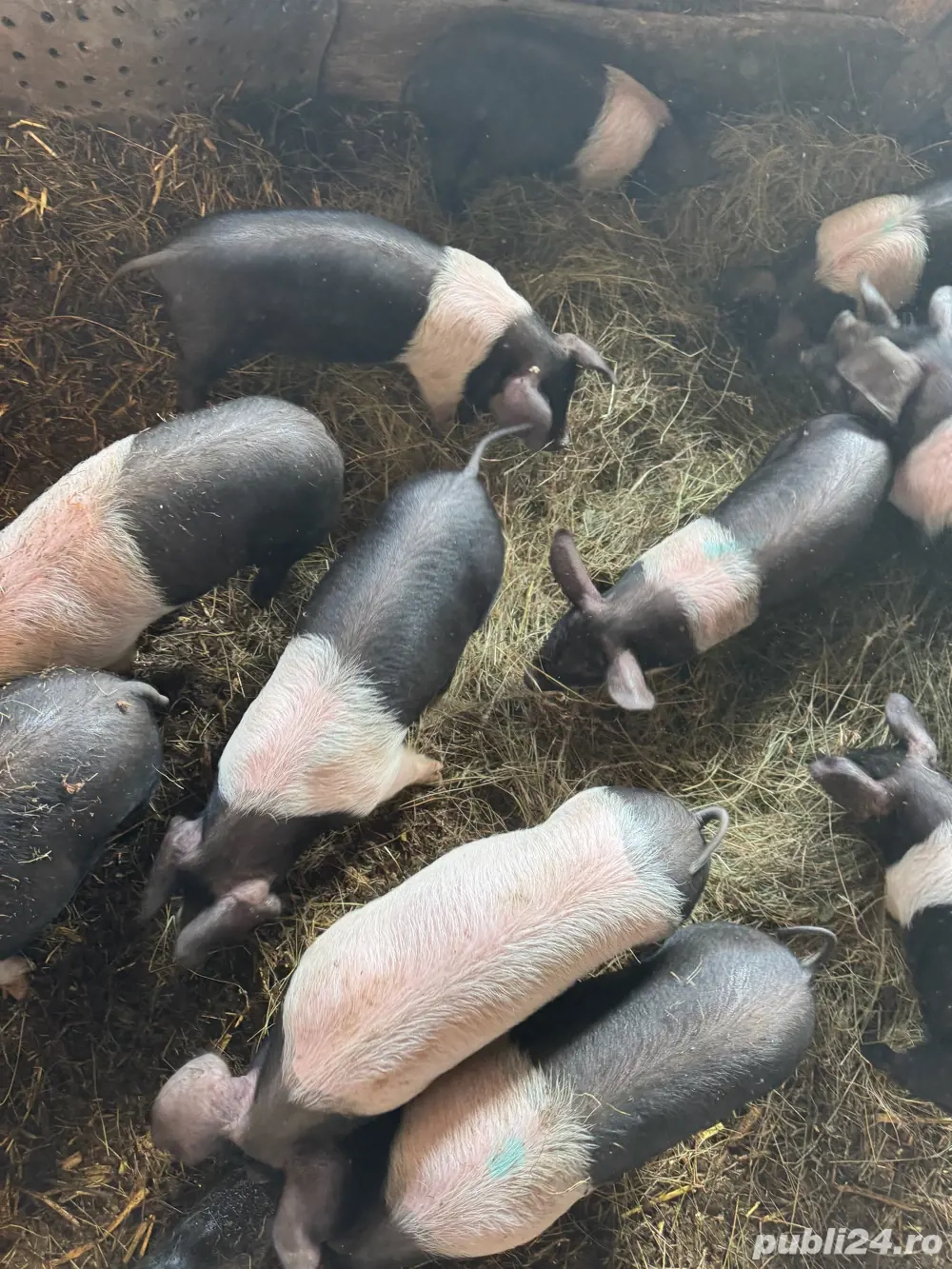 purcei rasa bazna de vanzare 