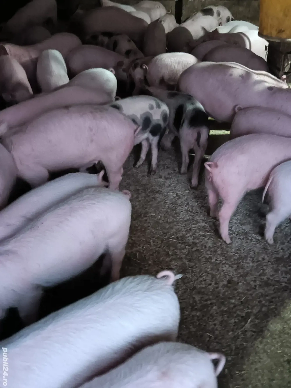 Purcei De Rasă 17-40 kg 