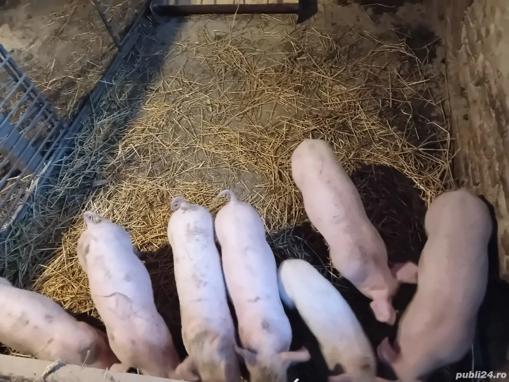 Purcei de vinzare  7 buc  mascli  castrati 
