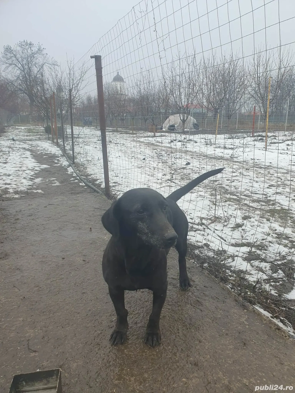 Vand catea tekel 2 ani