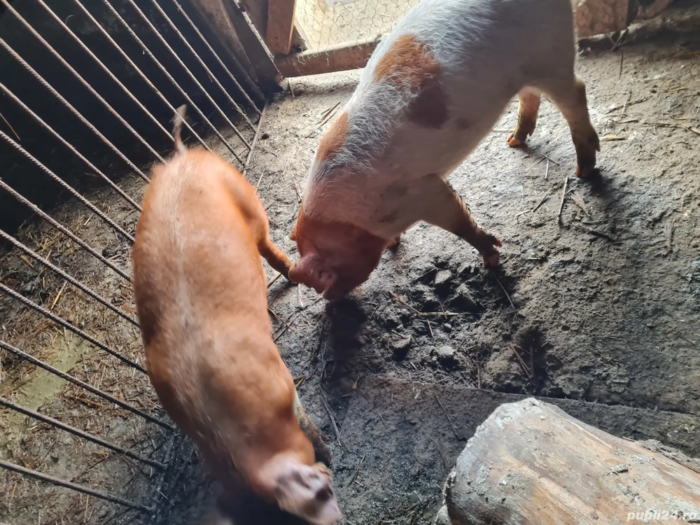 Porci, Purcei, Șoldani