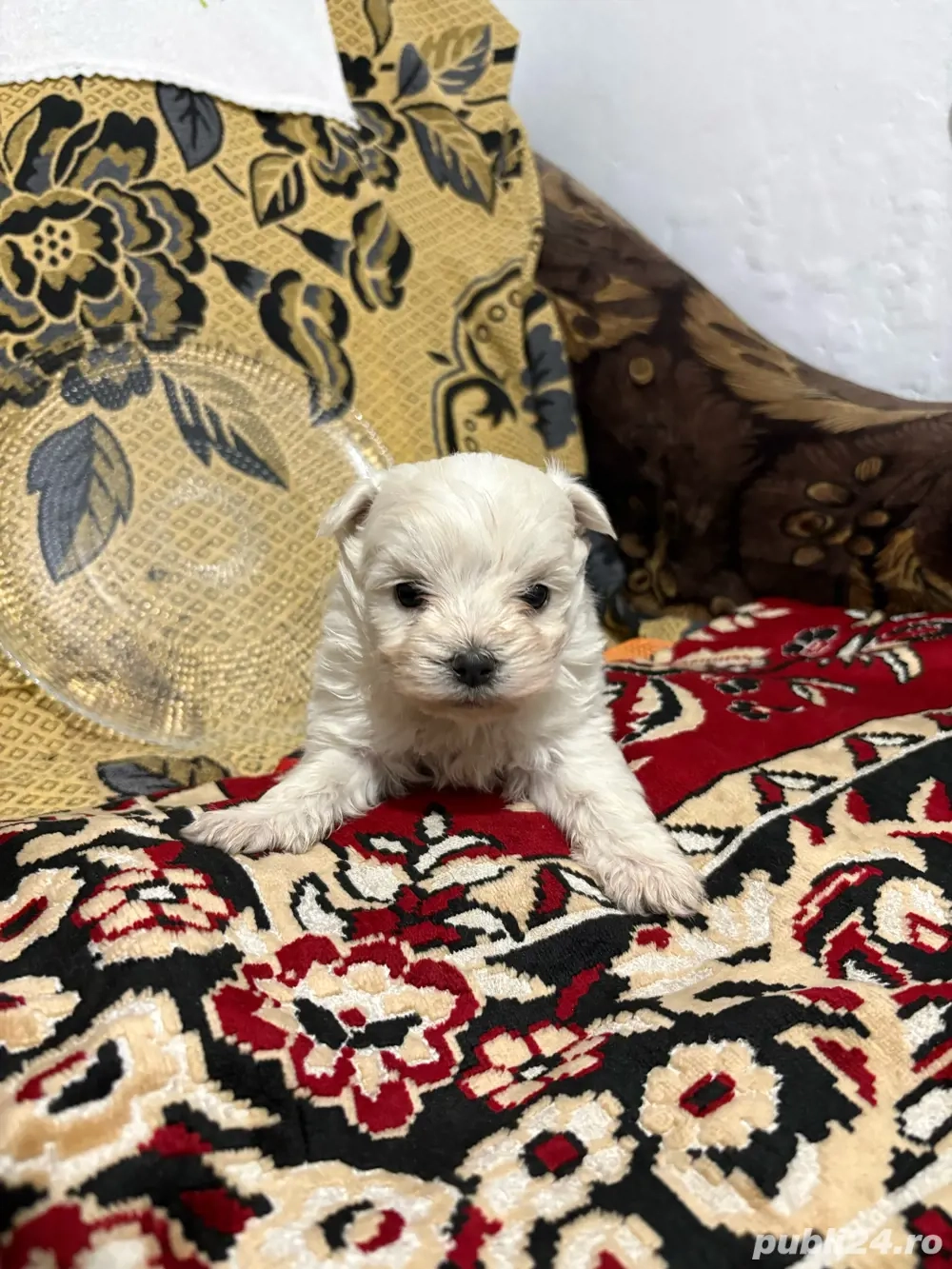 bichon maltez mascul 