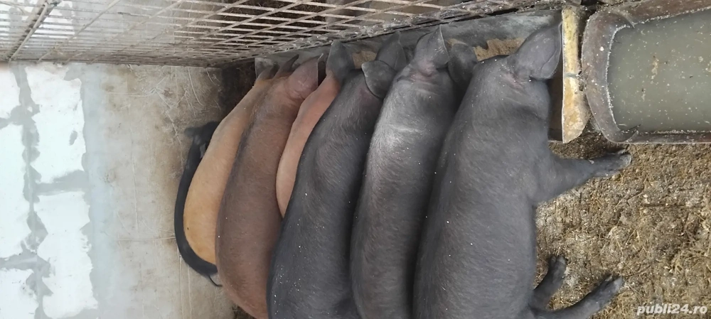 De vinzare  pucelusi Durok detali la telefon.